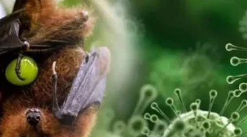 تقرير منظمة الصحة.. تقييم جديد لمستوى خطر انتشار فيروس نيباه العالمي